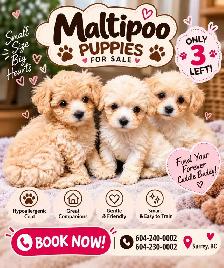 Maltipoo Puppies