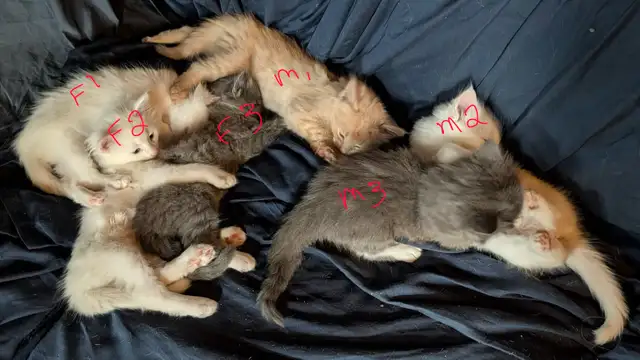 kittens for sale