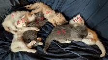 kittens for sale