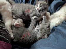 kittens for sale - Photo 2