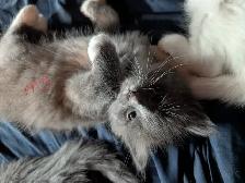 kittens for sale - Photo 3