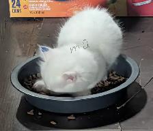 kittens for sale - Photo 4