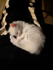 kittens for sale - Photo 5