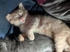 kittens for sale - Photo 6