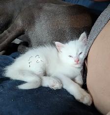 kittens for sale - Photo 7