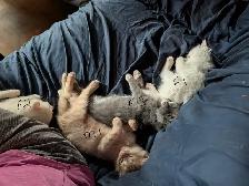 kittens for sale - Photo 8