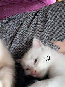 kittens for sale - Photo 9
