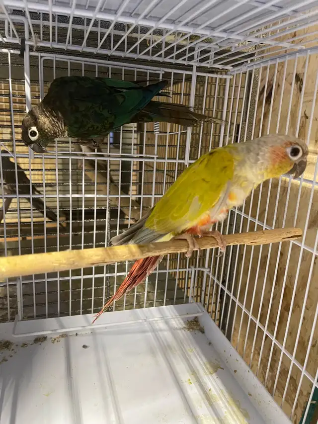 suncheek conure pairs.