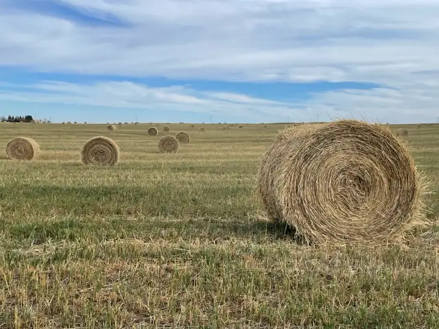 2026 Greenfeed Bales