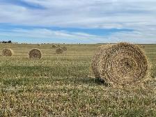 2026 Greenfeed Bales