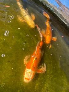 4  butterfly Koi available