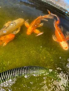 4  butterfly Koi available - Photo 2