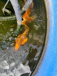 4  butterfly Koi available - Photo 3
