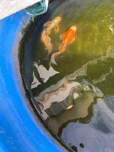4  butterfly Koi available - Photo 4