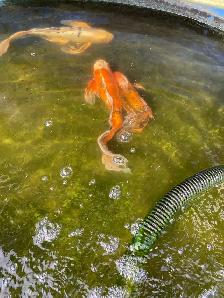4  butterfly Koi available - Photo 5