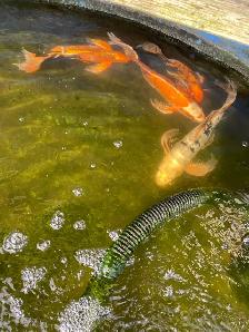 4  butterfly Koi available - Photo 6