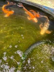 4  butterfly Koi available - Photo 7