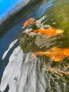 4  butterfly Koi available - Photo 8