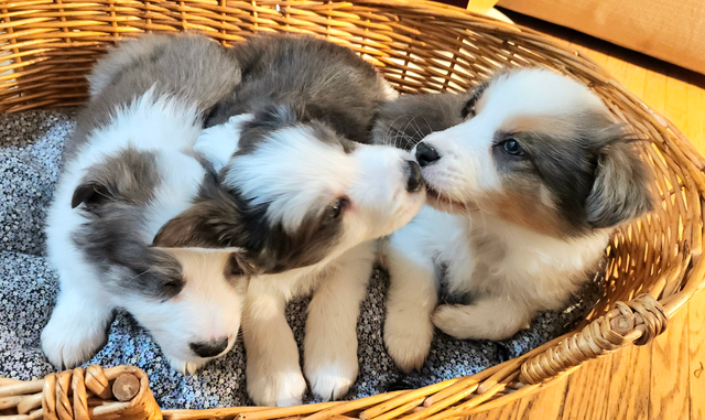 Beautiful Purebred Borer Collie Puppies ready to go!