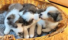 Beautiful Purebred Borer Collie Puppies ready to go!