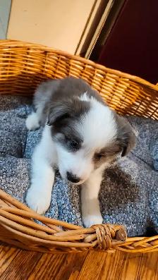 Beautiful Purebred Borer Collie Puppies ready to go! - Photo 2