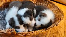 Beautiful Purebred Borer Collie Puppies ready to go! - Photo 3