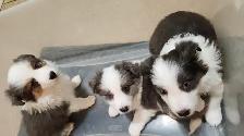 Beautiful Purebred Borer Collie Puppies ready to go! - Photo 4