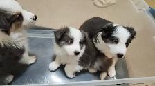 Beautiful Purebred Borer Collie Puppies ready to go! - Photo 5