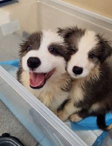 Beautiful Purebred Borer Collie Puppies ready to go! - Photo 6
