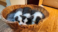 Beautiful Purebred Borer Collie Puppies ready to go! - Photo 7