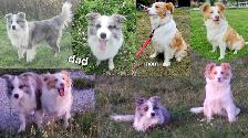 Beautiful Purebred Borer Collie Puppies ready to go! - Photo 8