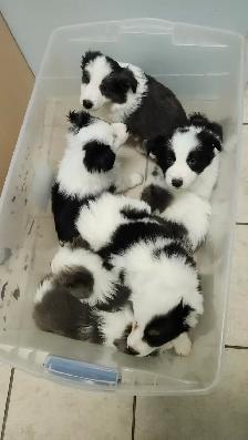 Beautiful Purebred Borer Collie Puppies ready to go! - Photo 9