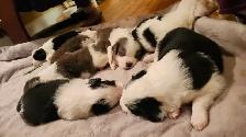 Beautiful Purebred Borer Collie Puppies ready to go! - Photo 10