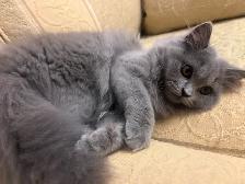 Scottish Straight Blue long-haired kittens registered in CCA/AFC - Photo 10