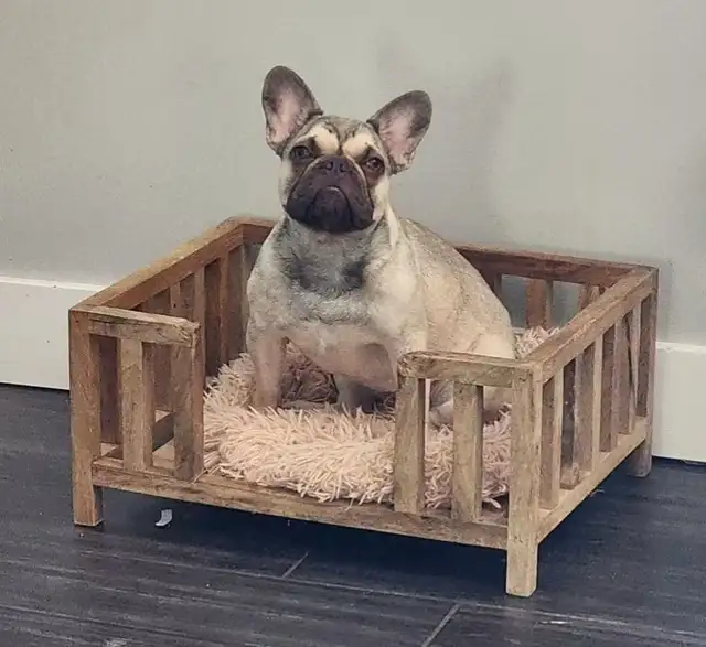 Adult French Bulldog