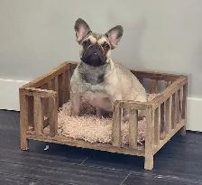 Adult French Bulldog