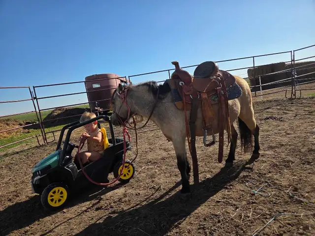 butters buckskin mini mare