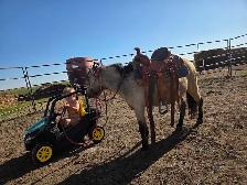 butters buckskin mini mare