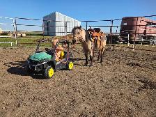 butters buckskin mini mare - Photo 2