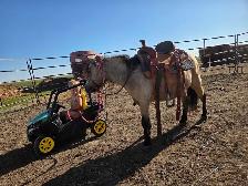 butters buckskin mini mare - Photo 3