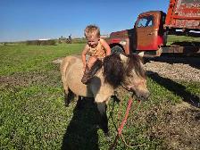 butters buckskin mini mare - Photo 4
