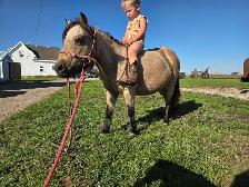 butters buckskin mini mare - Photo 5