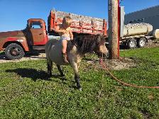 butters buckskin mini mare - Photo 7