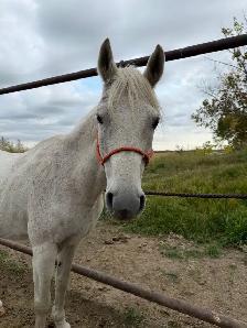 Beginner Safe Gelding