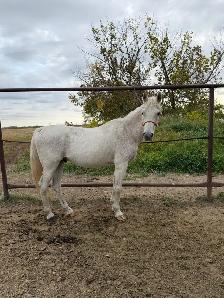 Beginner Safe Gelding - Photo 2