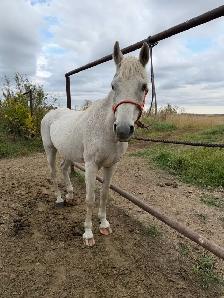 Beginner Safe Gelding - Photo 3