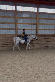 Beginner Safe Gelding - Photo 4