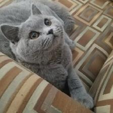 Scottish Straight and Scottish Fold kittens CCA/AFC registered - Photo 9