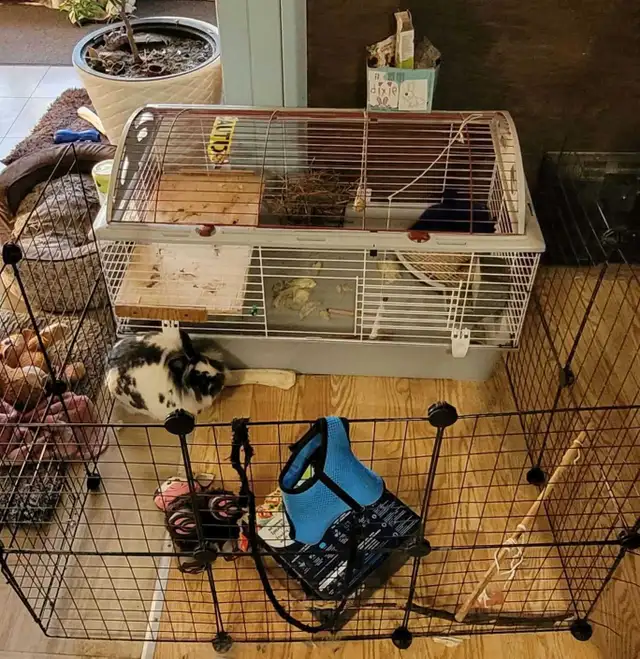 lapin domestique avec tout son kit à vendre