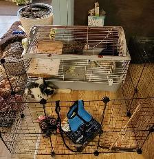 lapin domestique avec tout son kit à vendre